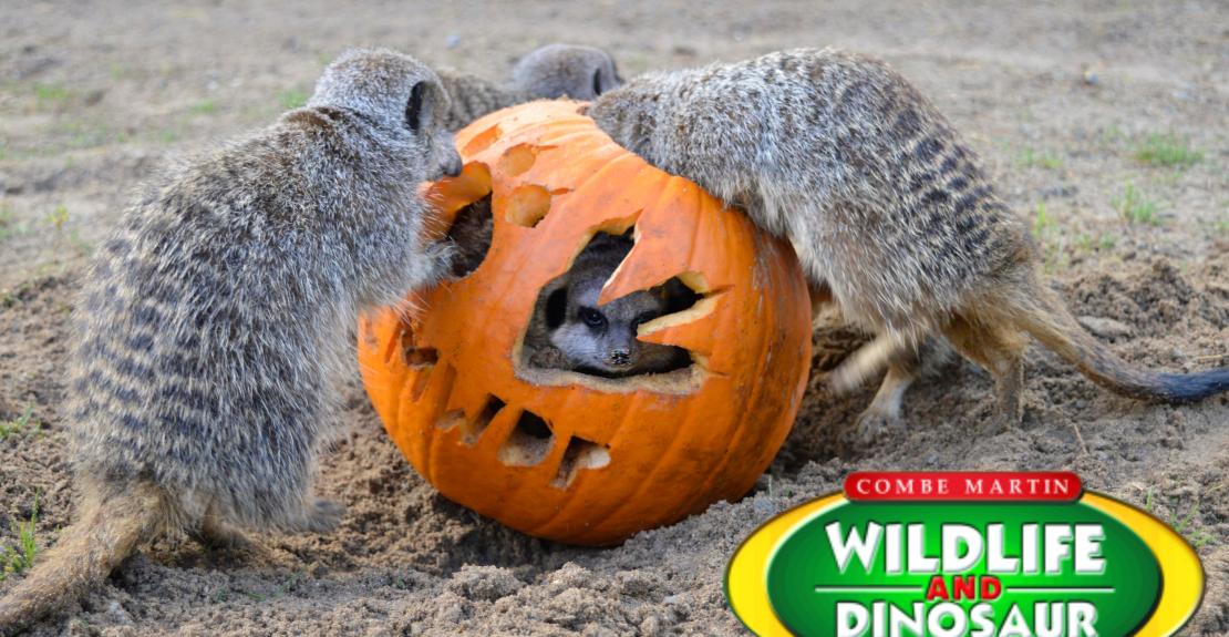 Combe Martin Wildlife & Dinosaur Park Halloween 