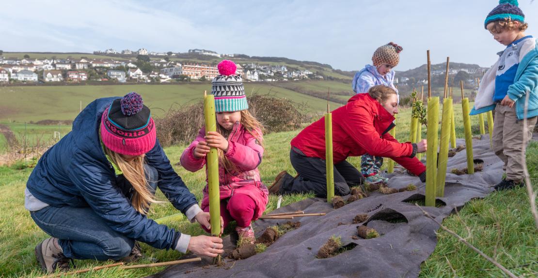 Tree Planting In Woolacombe