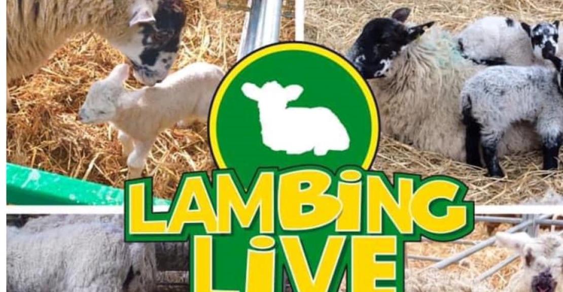 Lambing Live at The Big Sheep February Half Term 2022