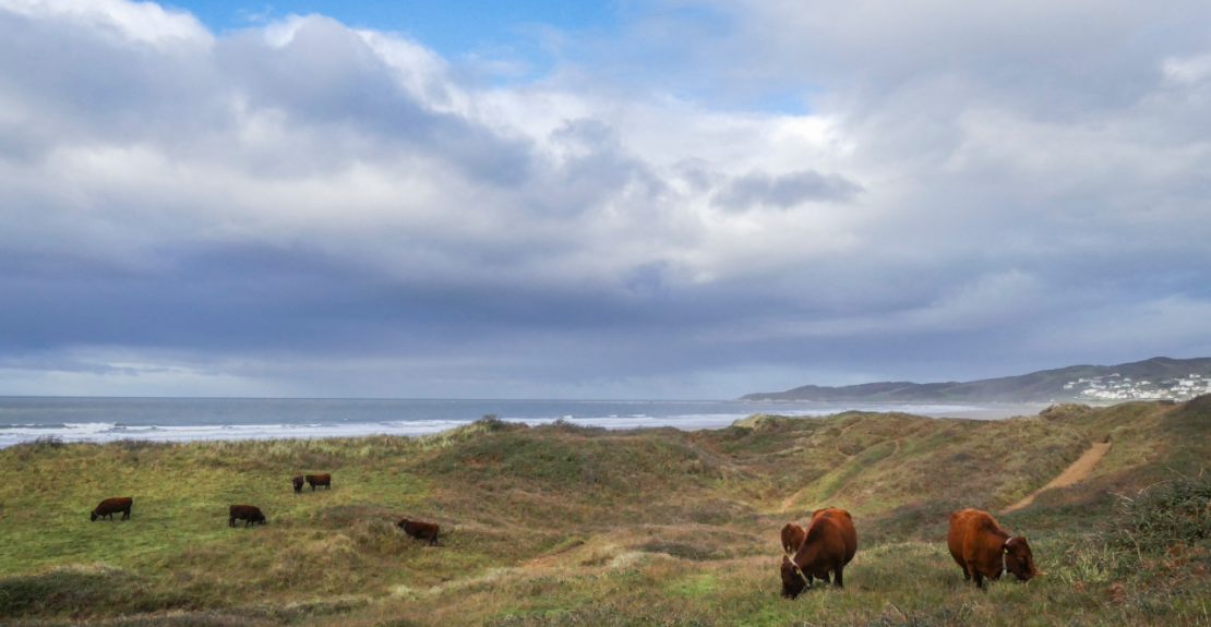 National Trust Winter Wildlife Walk in Woolacombe Dunes