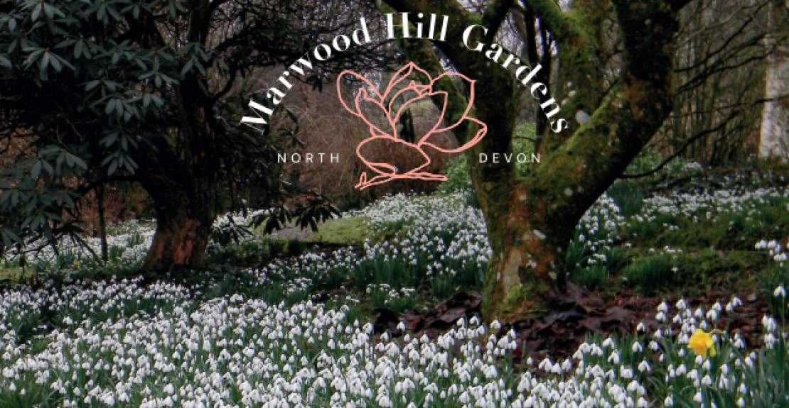 Snowdrops at Marwood Hill Gardens February 2023