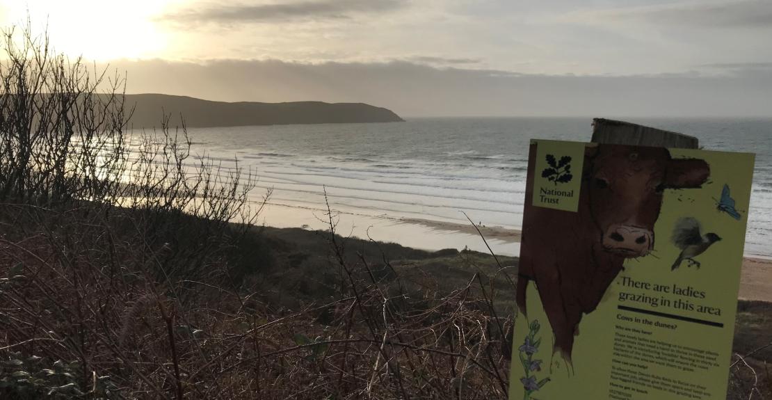 National Trust Cows on Woolacombe Dunes 