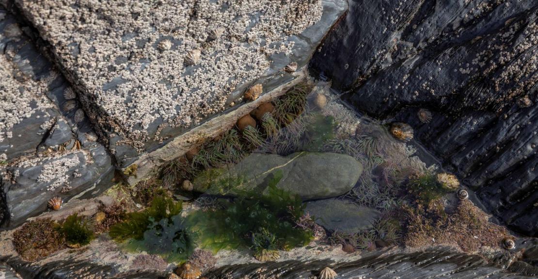 Night Time Rockpool Ramble Woolacombe National Trust 