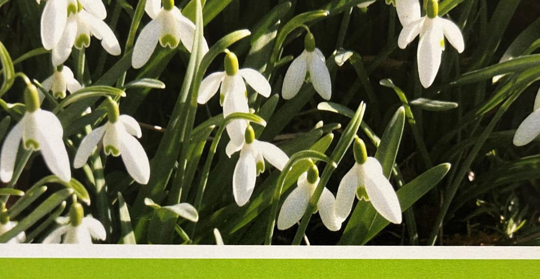 Snowdrop Coffee Morning at Damage Barton Farm Mortehoe 