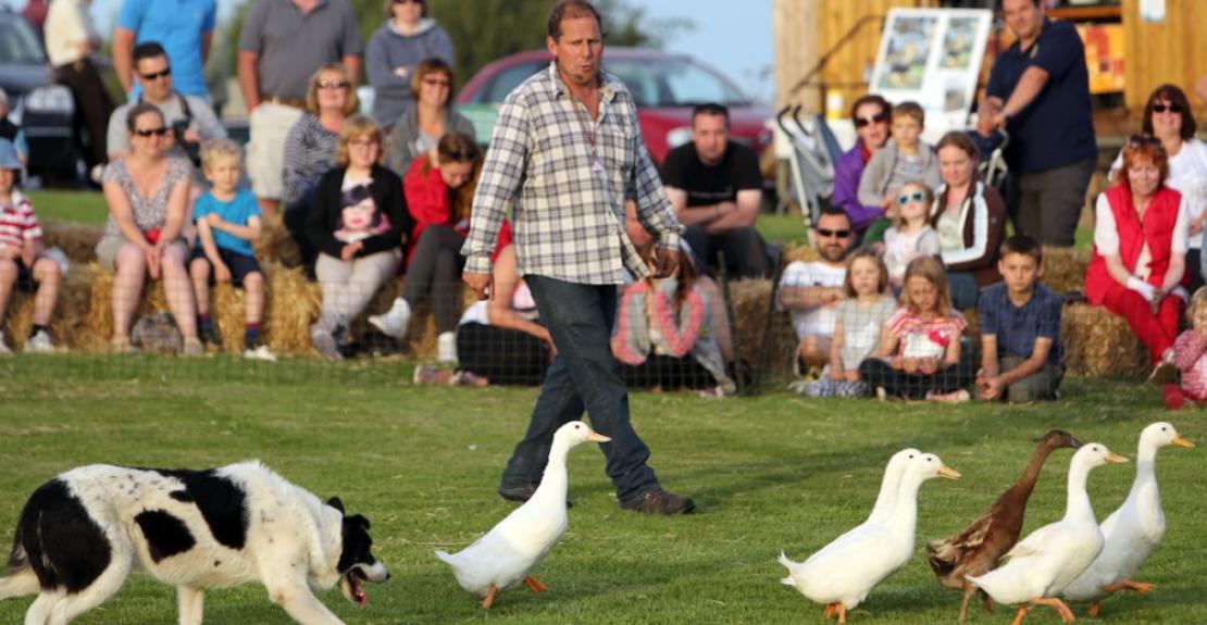 Borough Farm Sheepdog & Falconry Display Mortehoe Woolacombe 2024