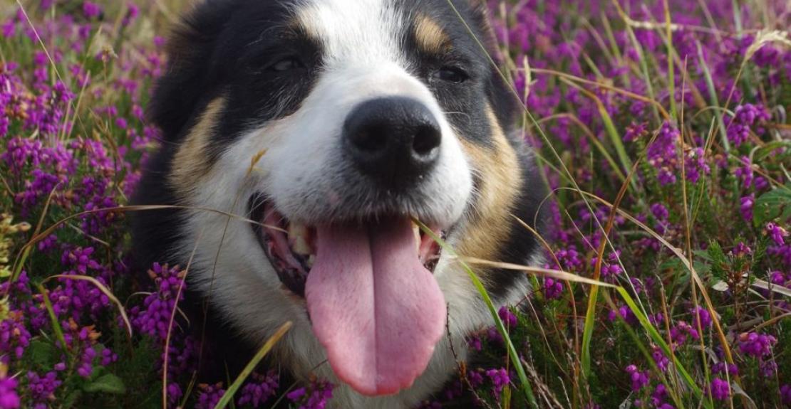 Borough Farm Sheepdog & Falconry Display Mortehoe Woolacombe 2024