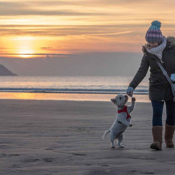 Dog walking on Woolacombe beach