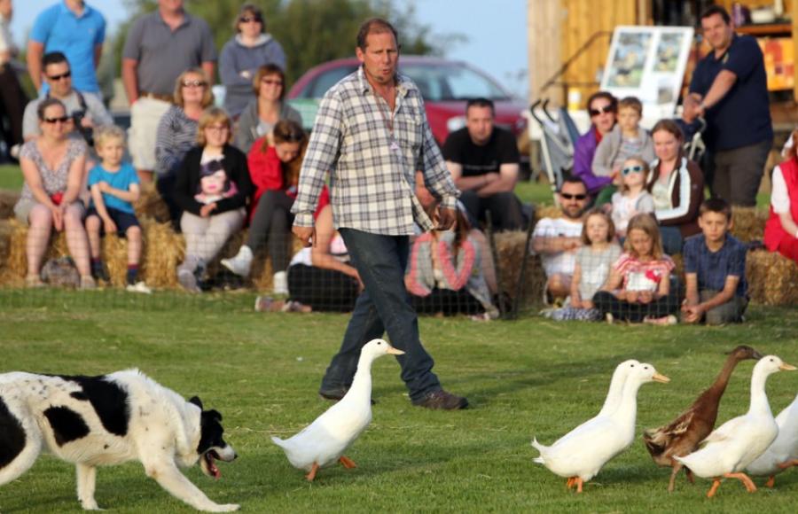 Borough Farm Mortehoe Sheepdog & Falconry Display