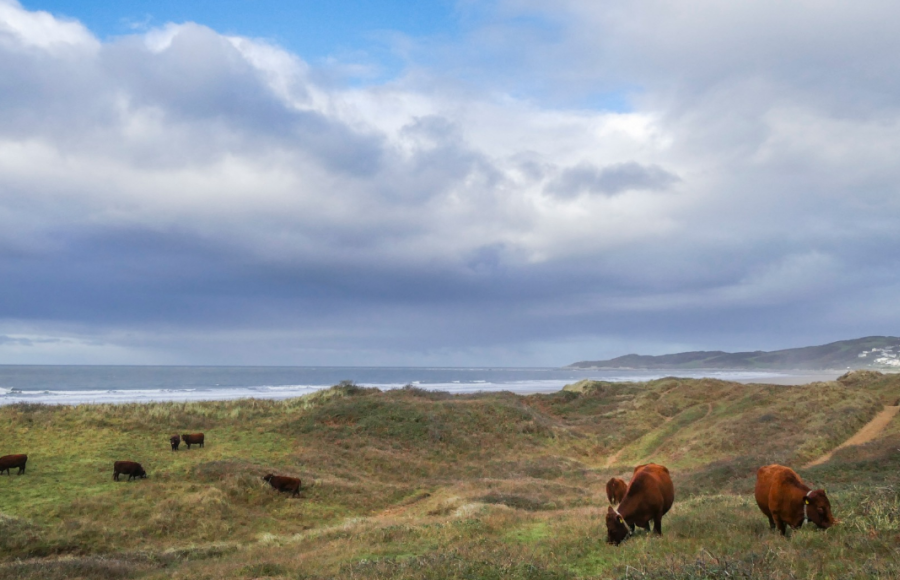 National Trust Winter Wildlife Walk in Woolacombe Dunes