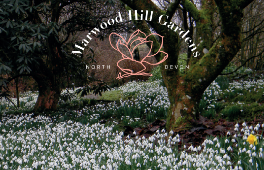 Snowdrops at Marwood Hill Gardens February 2023