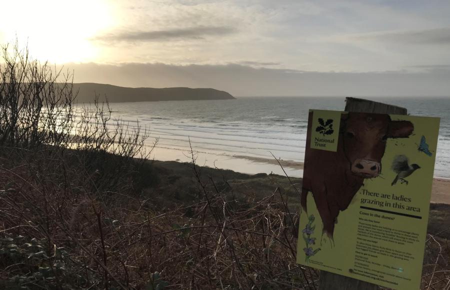 National Trust Cows on Woolacombe Dunes 