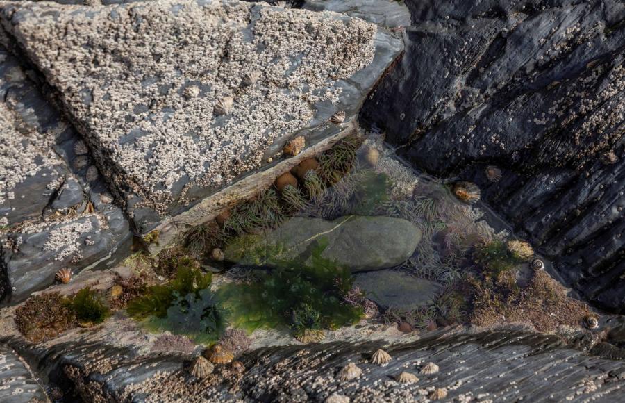 Night Time Rockpool Ramble Woolacombe National Trust 